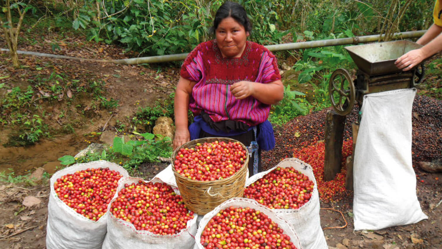 Cerises de cafÃ© coopÃ©rative MAJOMUT au Mexique - CafÃ© soluble 100G